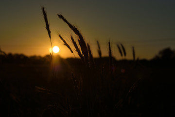 ears of corn and sunset © ezp