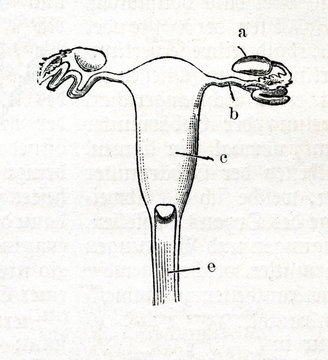 Uterus Of Viverra (from Meyers Lexikon, 1895, 7 Vol.)
