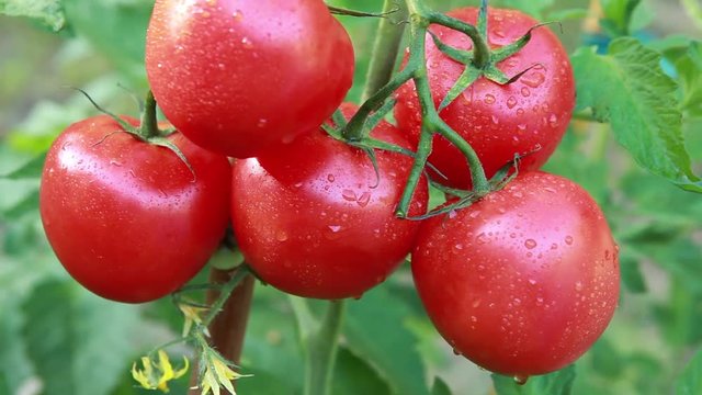 Picking tomatoes in field