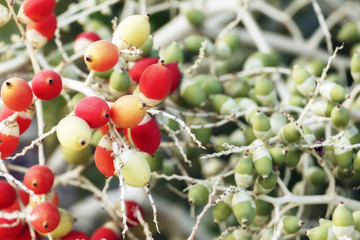 Betel nut palm or Betel Nuts on tree.