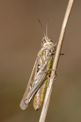 Grasshopper, Orthoptera, Caelifera
