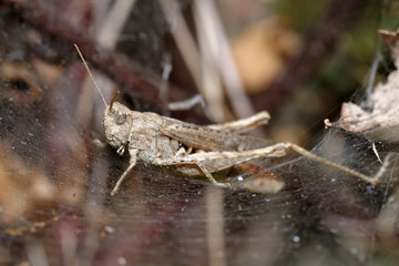 Grasshopper, Orthoptera, Caelifera - in the spider web.