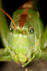 Great Green Bush-Cricket, Great Green Bush Cricket, Tettigonia viridissima