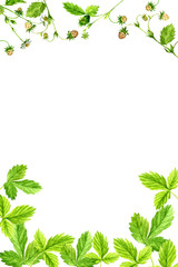 watercolor drawing flowers and berries