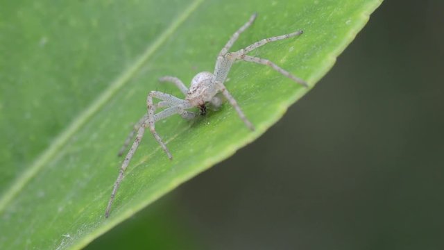 Spider eating a fly on a lemon tree leaf