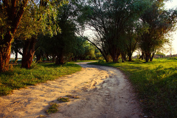 the road between the trees illuminated by the setting light