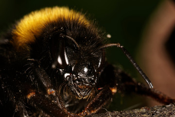 Bumblebee, Bombus