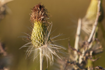 Dried Bull Thistle flower at Tallgrass national Preserve  