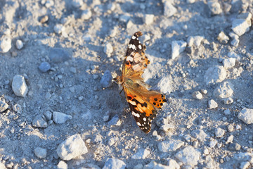 Butterfly on limestone 