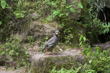 Alpensteinhuhn