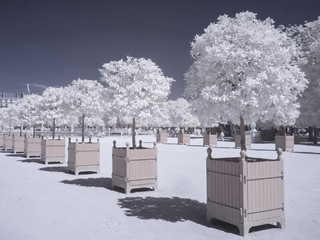 Tuileries garden in infrared (Paris)