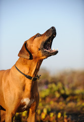 Rhodesian Ridgeback dog biting at air