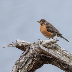 Robin Perched on a Log