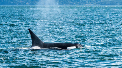 Fototapeta premium Killer Whale on the Surface