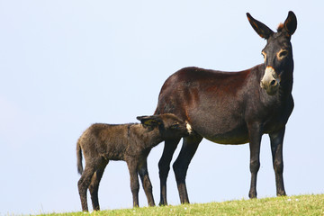Black mother and baby donkey