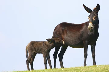 Papier Peint photo autocollant Âne Mère noire et bébé âne