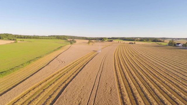 Flying over combine harvester at organic grainfield on a farm