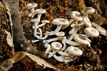 white mushrooms in fram