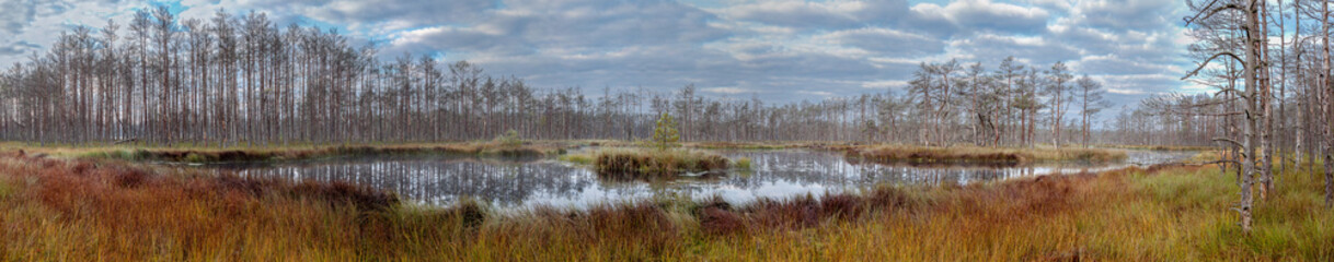 Swamp panorama. - 118696300
