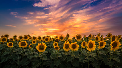 Sonnenblumenfeld bei Sonnenuntergang, Slowakei