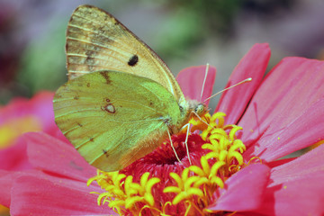 Butterfly