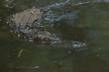 Saltwater crocodile swimming in the water