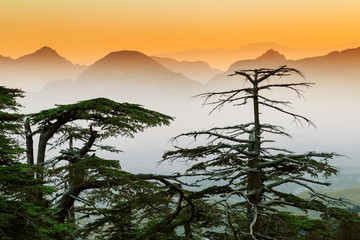 Cedar tree silhouettes at mountain sunset scene background.