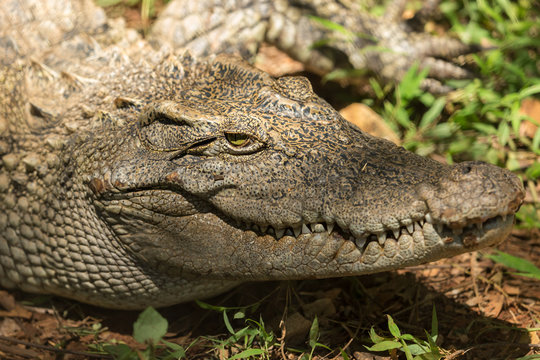 Closeup head Caiman crocodile