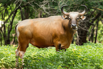 Portrait of red gaur