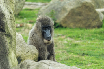 Männlicher Drill Affe sitzt neben Steinen - Mandrillus leucophaeus