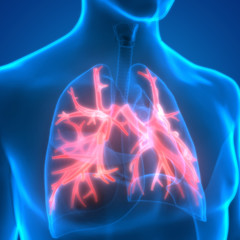 Fototapeta na wymiar Human Lungs Inside Anatomy (Bronchioles)