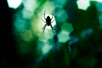 Flying mystic spider