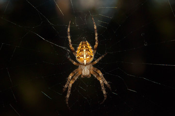 Flying cross spider