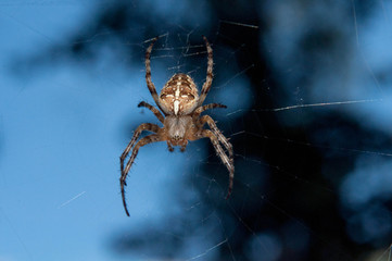 Flying cross spider