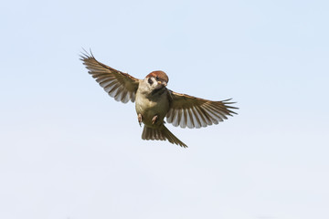 little funny bird soars in the blue sky wings