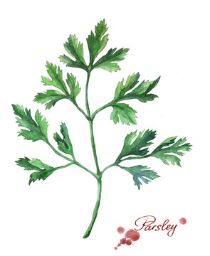 Parsley. Hand drawn watercolor painting on white background.