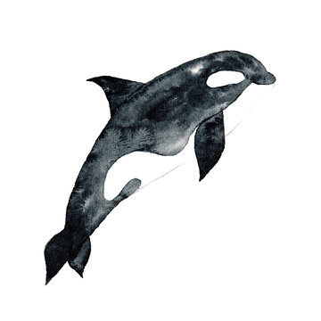 Killer Whale Watercolor hand-painted Illustration Sea animals Blue Whales Isolated Cute Kids 