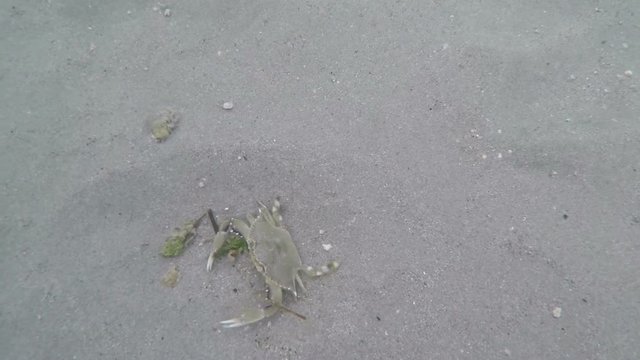 Florida Keys chasing small blue crab underwater two