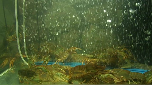 Crawfish in aquarium