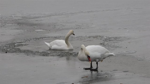 Feeding swan on frozen pond