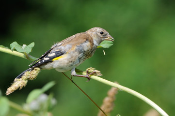 Perching young Goldfinch eats grass seeds