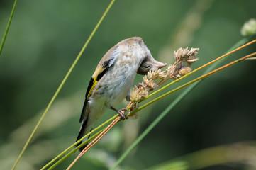Perching young Goldfinch eats grass seeds