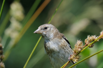 Perching young Goldfinch eats grass seeds