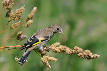 Perching young Goldfinch eats grass seeds