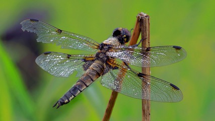 Focus stack of a dragonfly 