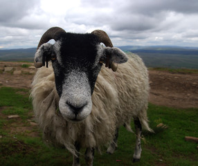 Sheep in England