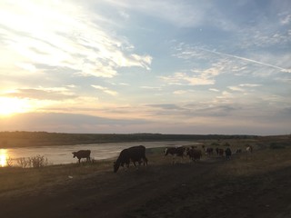 Fototapeta na wymiar стадо коров переходят через реку