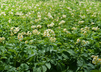 Potato bush blooming