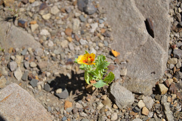 Single yellow flower