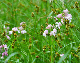 Wild flowers in a field.